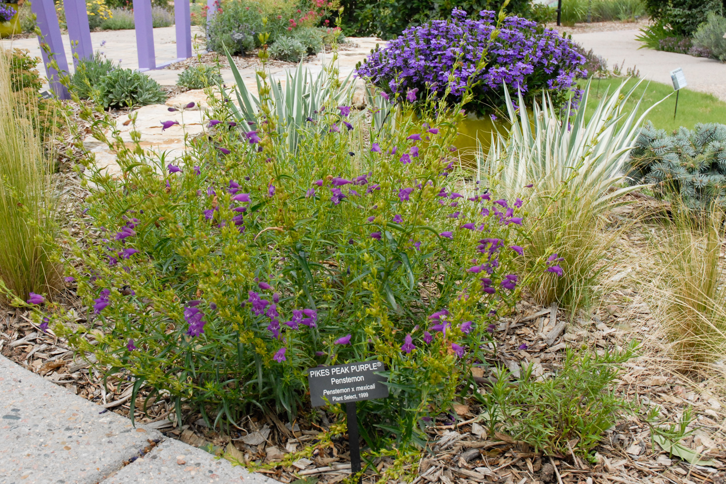 Pikes Peak Purple Penstemon